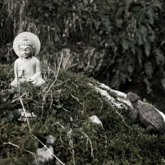 budhha