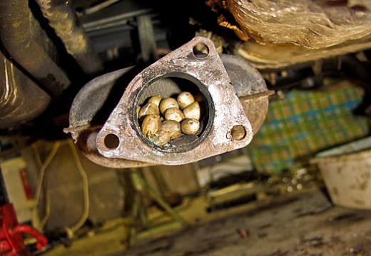 mouse stored nuts in cat