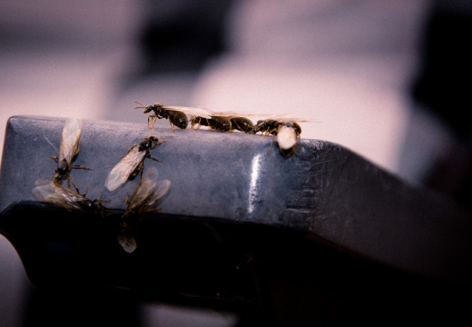 20130823 DSC 6677 1000