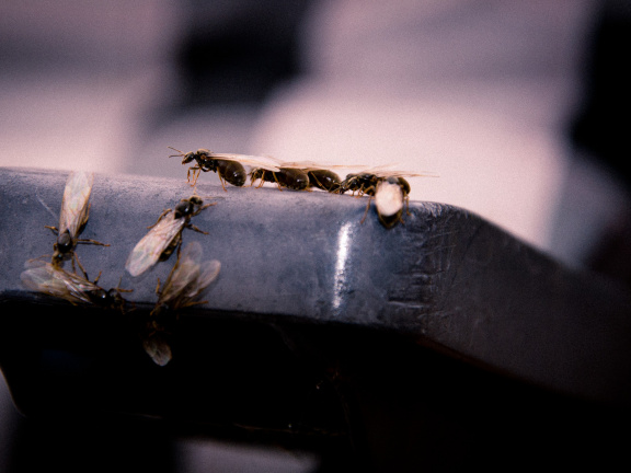 20130823 DSC 6677 1000