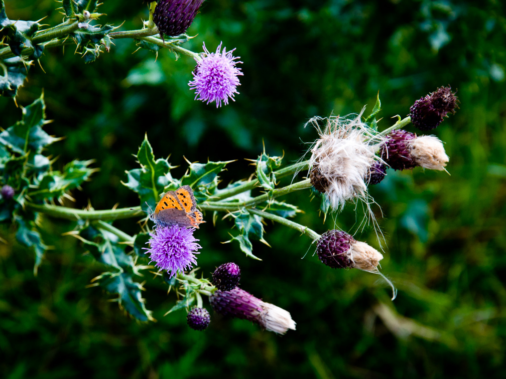 20130908 DSC 6714 1000