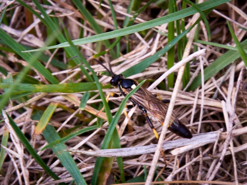 20130908 DSC 6720 1000