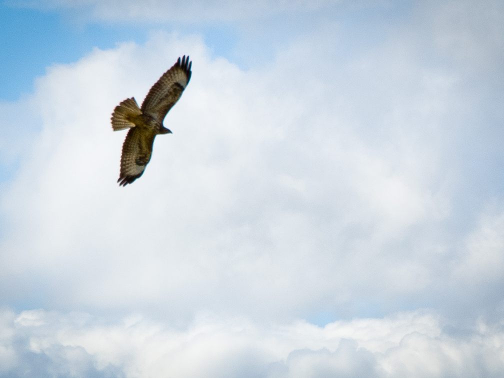 20130908 DSC 6749 1000