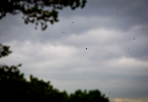 20130908 DSC 6839 1000