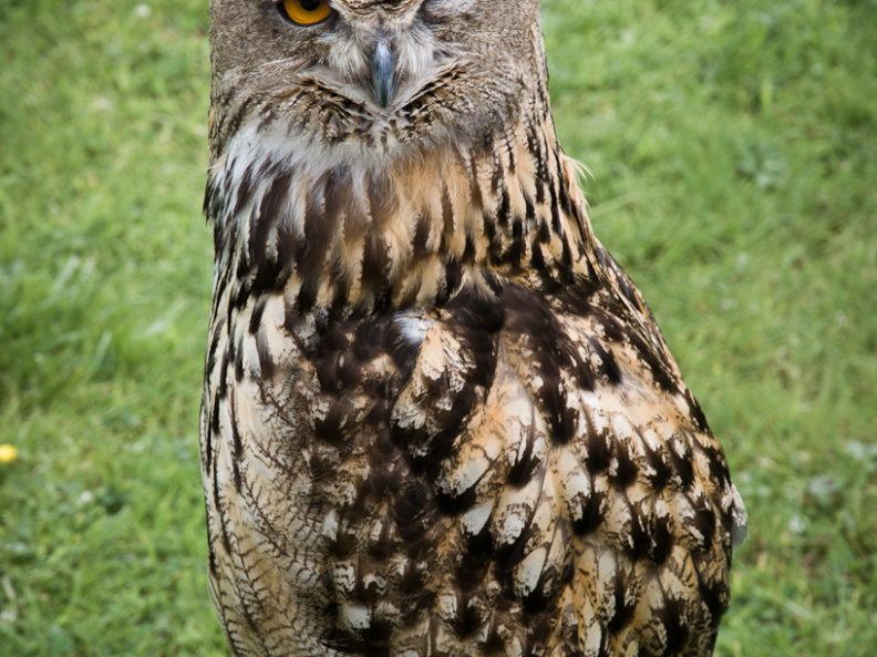 20140705 DSC 0741 1000