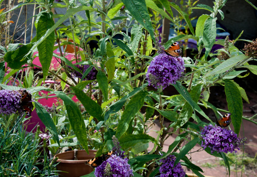 20140805 DSC 0850 1000