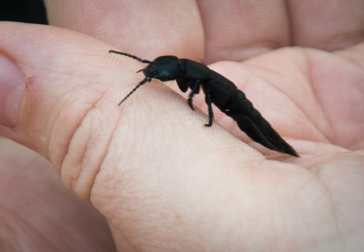 20140920 DSC 1134 1000