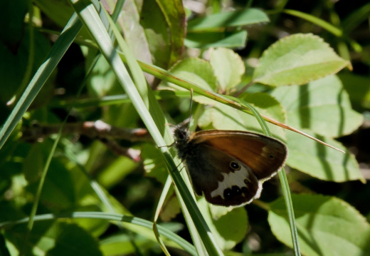 20140611 DSC 9134 1000