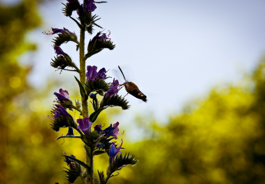 20140611 DSC 9223 1000