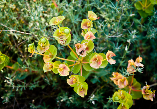 20140613 DSC 9413 1000