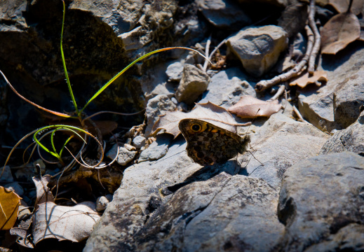 20140613 DSC 9422 1000