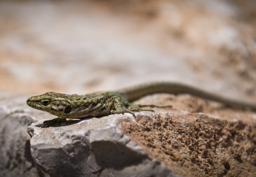 20140614 DSC 9624 1000