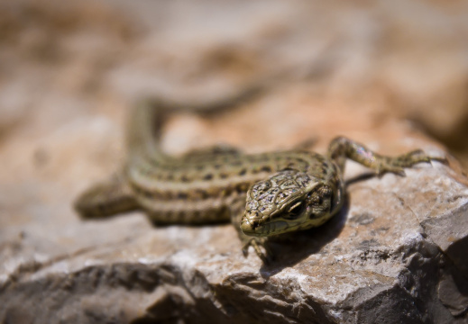 20140614 DSC 9625 1000