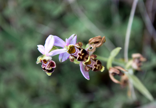 20140614 DSC 9648 1000