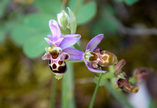 20140614 DSC 9652 1000