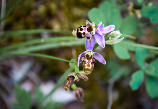 20140614 DSC 9653 1000