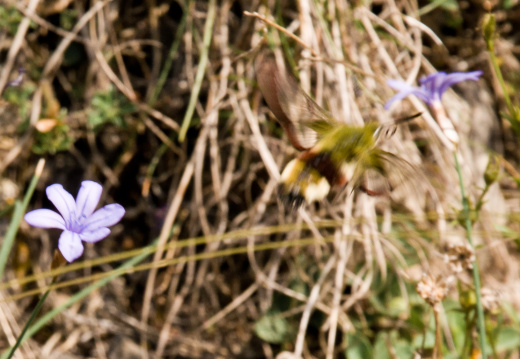 20140614 DSC 9793 1000