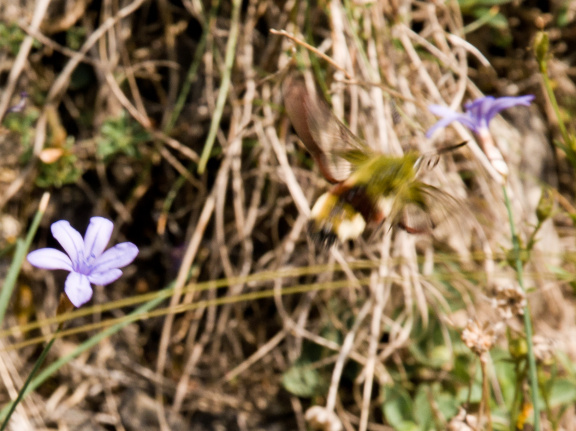 20140614 DSC 9793 1000