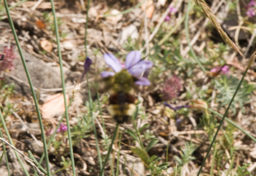 20140614 DSC 9794 1000