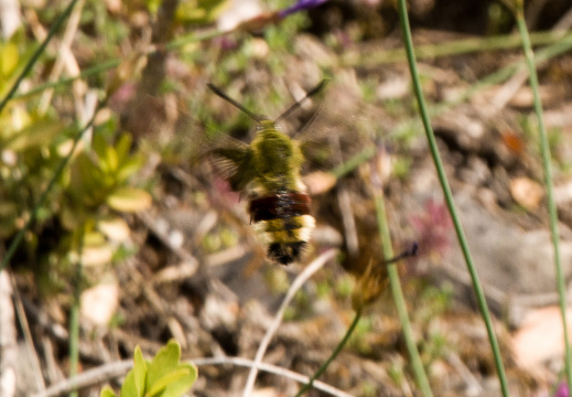 20140614 DSC 9795 1000