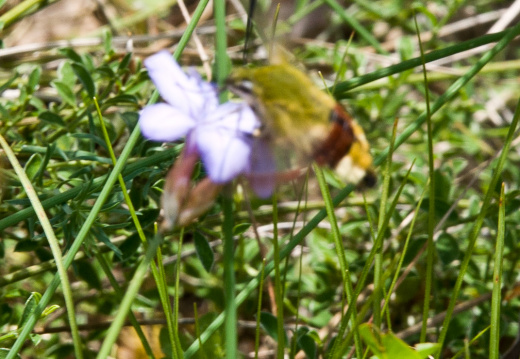 20140614 DSC 9797 1000