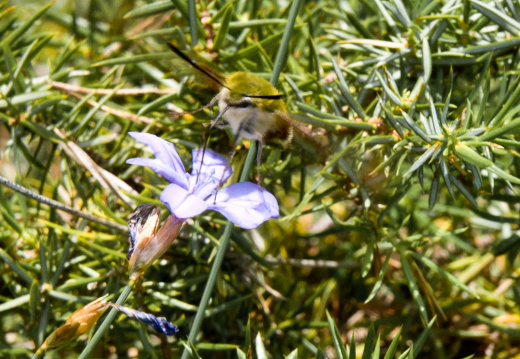 20140614 DSC 9799 1000