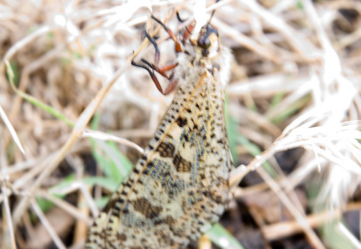 20140615 DSC 0014 1000