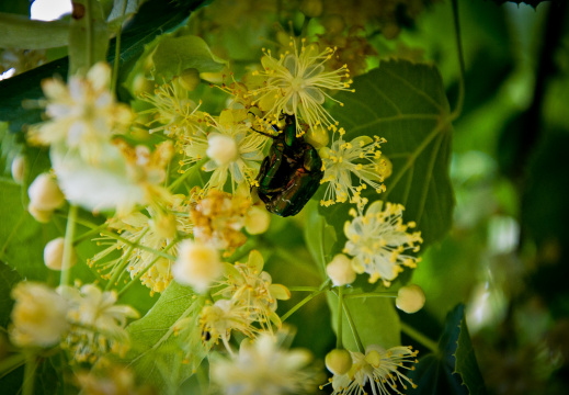 20140615 DSC 9956 1000