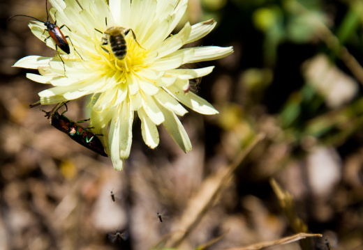 20140617 DSC 0268 1000