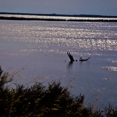 20140622 DSC 0582 1000