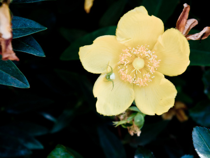 20140623 DSC 0612 1000