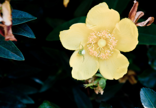 20140623 DSC 0612 1000