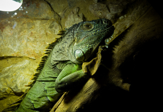 20140623 DSC 0614 1000