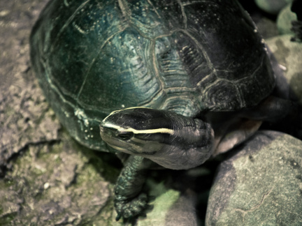 20140623 DSC 0624 1000