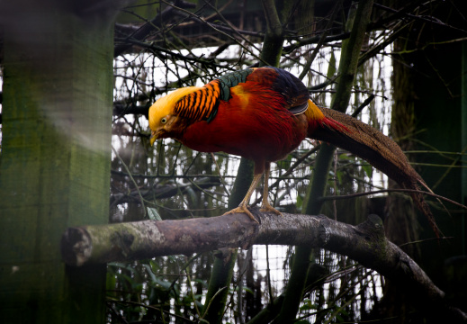 20130209 DSC 4970 1000