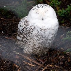 20130209 DSC 5003 1000