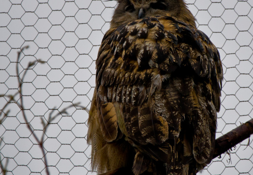 20130209 DSC 5030 1000