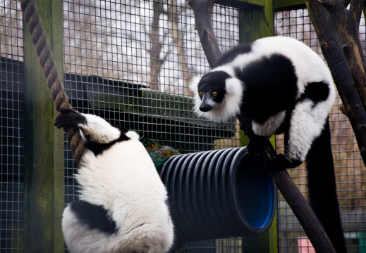 20130209 DSC 5063 1000