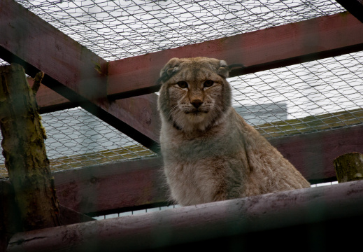 20130209 DSC 5291 1000