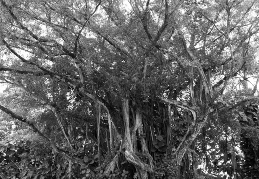 20131109 DSC 7374 1000