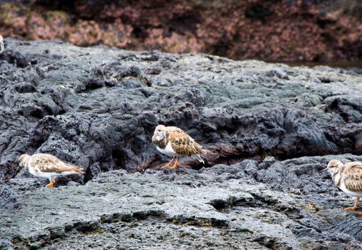 20131109 DSC 7409 1000