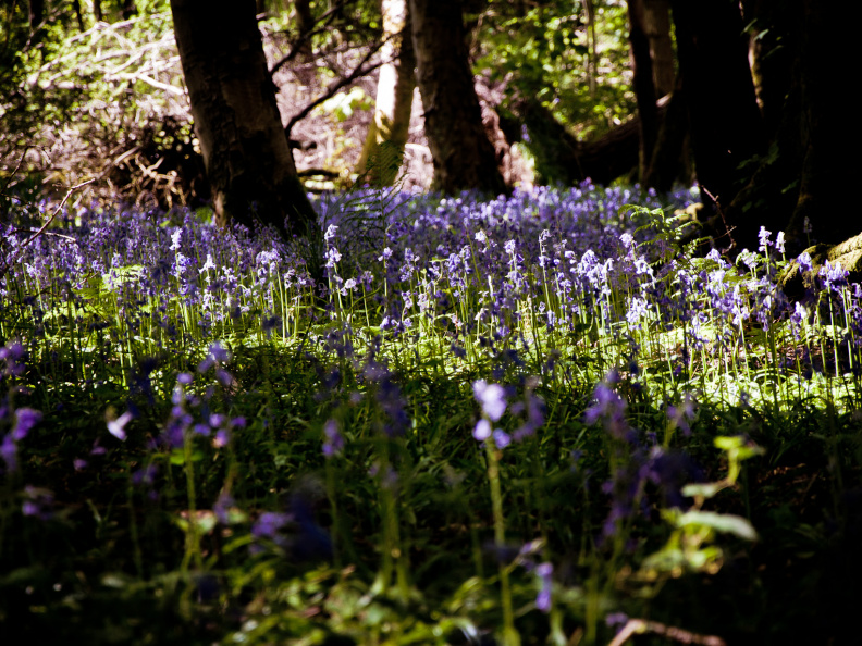 20130602 DSC 5863 1000