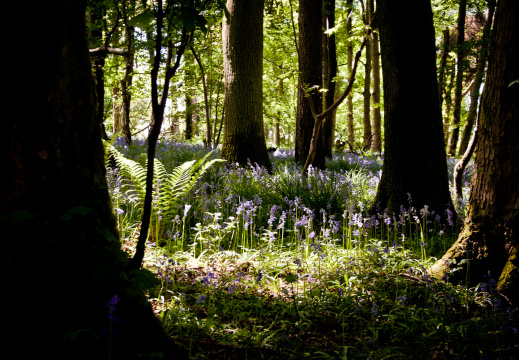 20130602 DSC 5866 1000