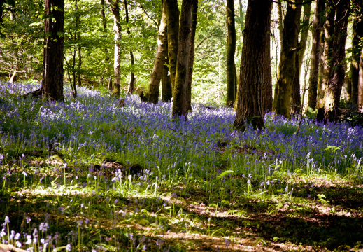 20130602 DSC 5869 1000