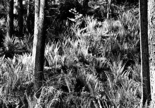 20130602 DSC 5873 1000