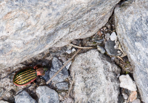 20130606 DSC 6107 1000