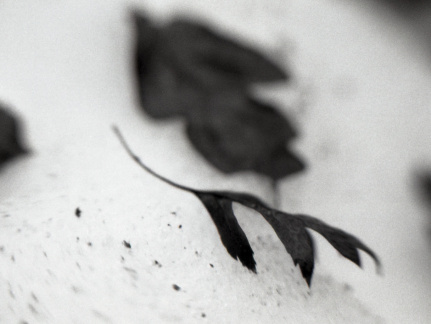 OM30 fp4 tamron 70-150ad2 solGstand008