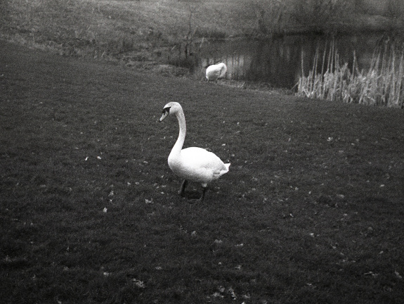 trip35 hp4 oldHC110 stand rescan 009