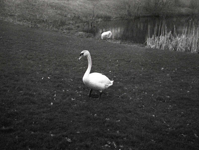 trip35 hp4 oldHC110 stand rescan 009