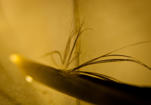 Raven feather fractal.